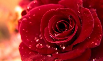 ÂLEMLERE RAHMET OLMAK, AHLAKIYLA ÂLEMLERE ÖRNEK OLMAKTIR