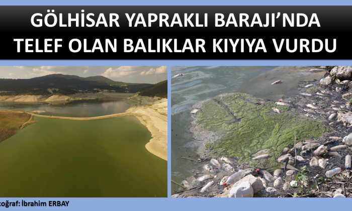 GÖLHİSAR YAPRAKLI BARAJI’NDA TELEF OLAN BALIKLAR KIYIYA VURDU