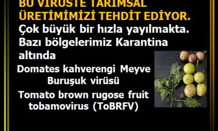 TARIMSAL ÜRETİMDE VİRÜS TEHLİKESİ