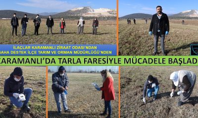 KARAMANLI’DA TARLA FARESİ İLE MÜCADELE BAŞLATILDI