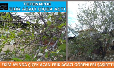 TEFENNİ’DE ERİK AĞACI EKİM AYINDA ÇİÇEK AÇTI