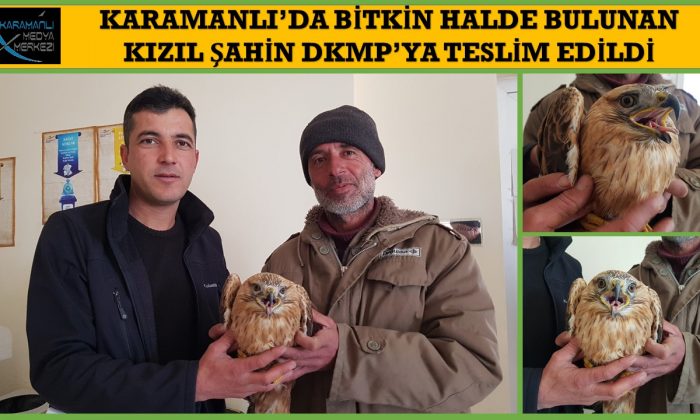 KARAMANLI’DA BİTKİN HALDE BULUNAN ŞAHİN DKMP’YE TESLİM EDİLDİ