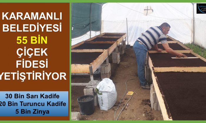 KARAMANLI BELEDİYESİ 55 BİN ÇİÇEK FİDESİ YETİŞTİRİYOR
