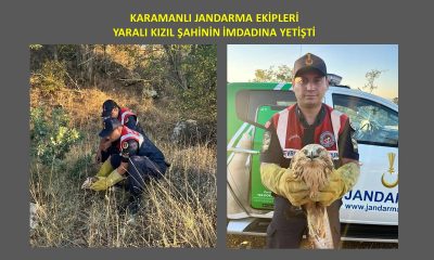 JANDARMA EKİPLERİ YARALI KIZIL ŞAHİNİN İMDADINA YETİŞTİ