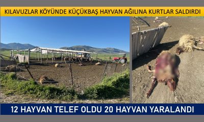 KILAVUZLAR’DA KURT SALDIRISI: 12 KÜÇÜKBAŞ HAYVAN TELEF OLDU 20 HAYVAN YARALANDI
